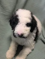 Snoopy , a male Labradoodle for sale in Citrus Heights, CA – 3 of 5