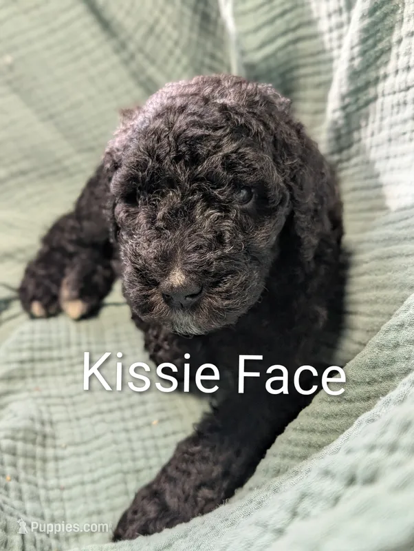 Kissie Face  – Labradoodle puppy for sale in Citrus Heights, CA