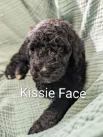 Kissie Face , a male Labradoodle for sale in Citrus Heights, CA – 2 of 4