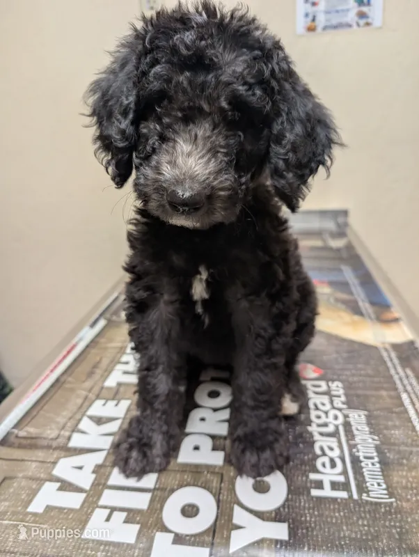Petite  – Labradoodle puppy for sale in Citrus Heights, CA