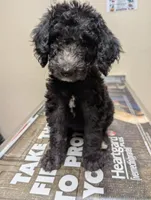 Petite , a female Labradoodle for sale in Citrus Heights, CA – 1 of 5