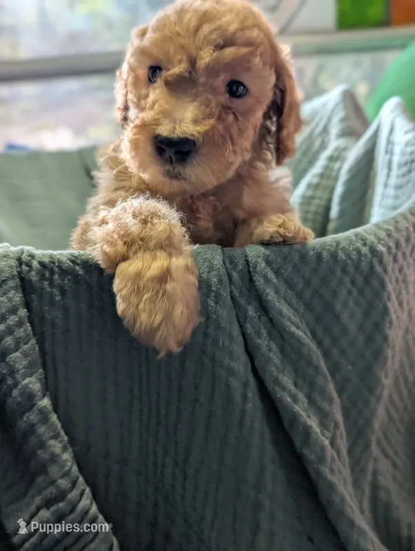 Kiwi  – Labradoodle puppy for sale in Citrus Heights, CA