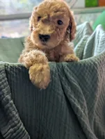 Kiwi , a male Labradoodle for sale in Citrus Heights, CA – 3 of 7
