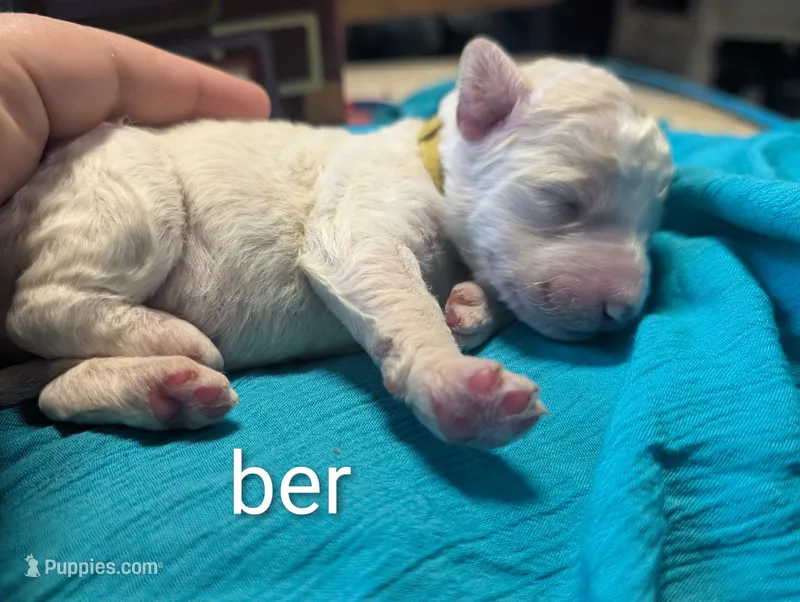 Camembert (ber) – Labradoodle puppy for sale in Citrus Heights, CA