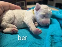 Camembert (ber), a male Labradoodle for sale in Citrus Heights, CA – 1 of 2