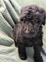 Chrome , a male Labradoodle for sale in Citrus Heights, CA – 3 of 5