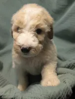 Caramel Swirl, a male Labradoodle for sale in Citrus Heights, CA – 3 of 6