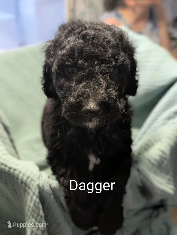 Dagger – Labradoodle puppy for sale in Citrus Heights, CA