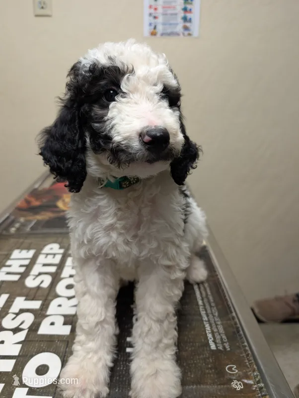 Snoopy  – Labradoodle puppy for sale in Citrus Heights, CA