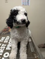 Snoopy , a male Labradoodle for sale in Citrus Heights, CA – 1 of 5