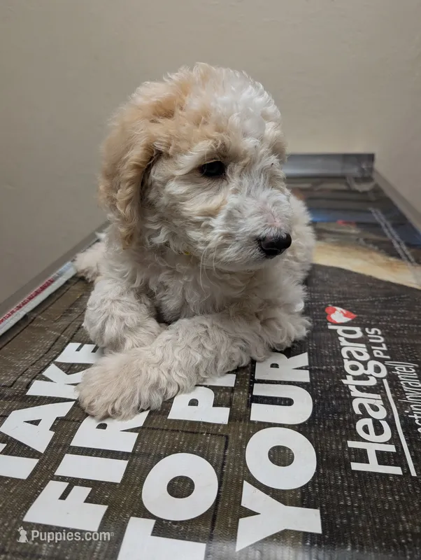 Camembert (ber) – Labradoodle puppy for sale in Citrus Heights, CA