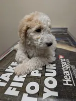 Camembert (ber), a male Labradoodle for sale in Citrus Heights, CA – 1 of 5
