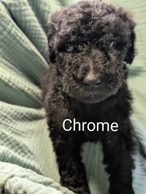 Chrome  – Labradoodle puppy for sale in Citrus Heights, CA