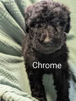 Chrome , a male Labradoodle for sale in Citrus Heights, CA – 2 of 5