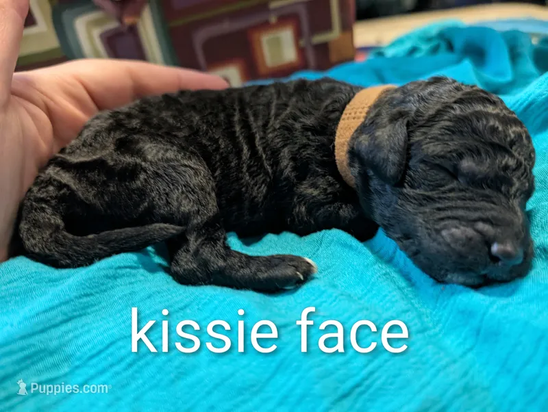 Kissie Face  – Labradoodle puppy for sale in Citrus Heights, CA