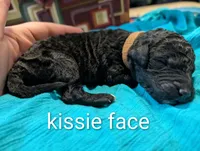 Kissie Face , a male Labradoodle for sale in Citrus Heights, CA – 1 of 2