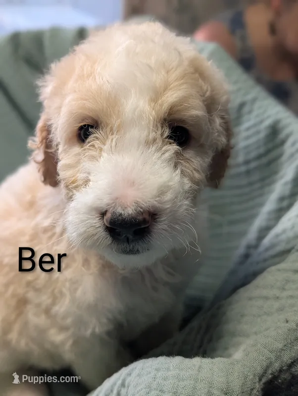 Camembert (ber) – Labradoodle puppy for sale in Citrus Heights, CA