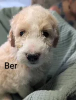 Camembert (ber), a male Labradoodle for sale in Citrus Heights, CA – 2 of 5