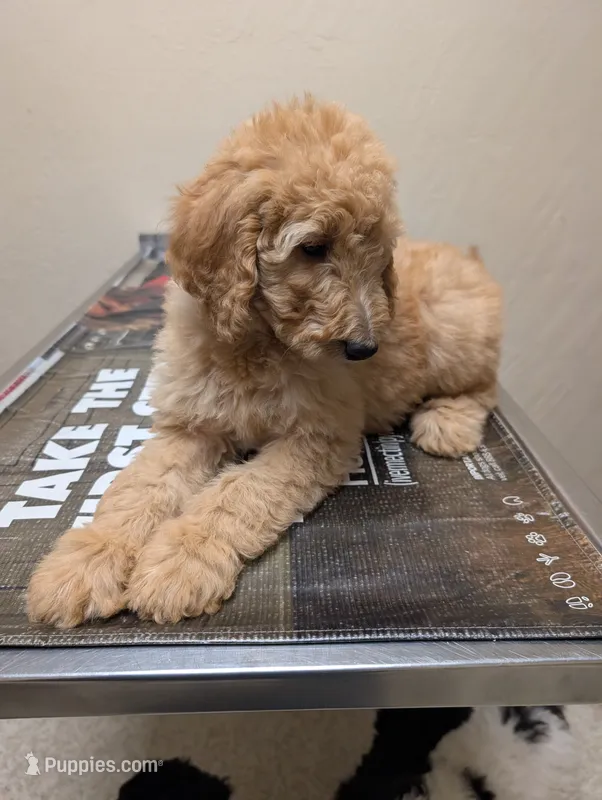 Persimmon (Persi) – Labradoodle puppy for sale in Citrus Heights, CA