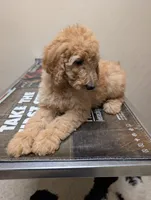 Persimmon (Persi), a male Labradoodle for sale in Citrus Heights, CA – 1 of 6