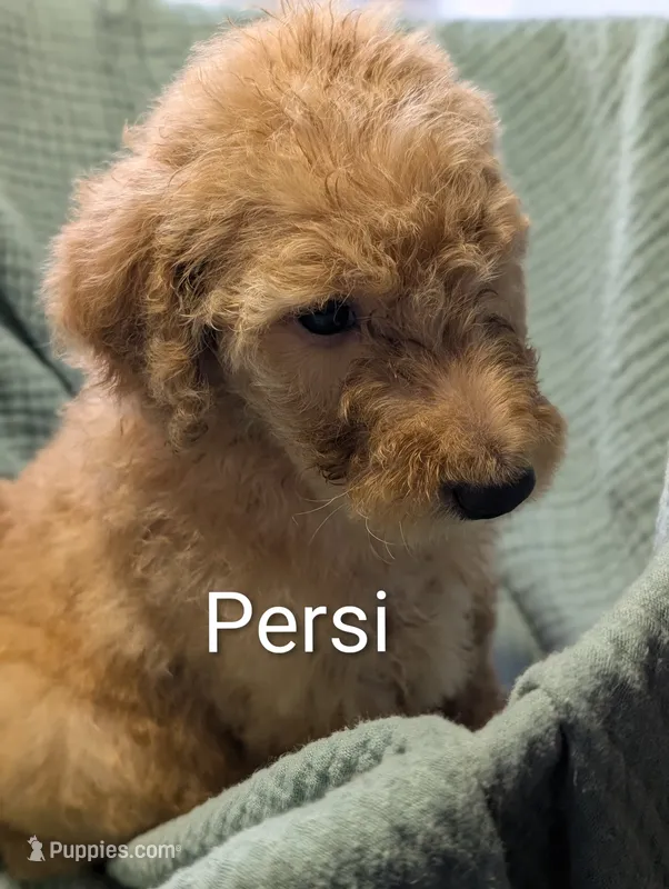 Persimmon (Persi) – Labradoodle puppy for sale in Citrus Heights, CA