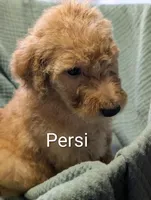 Persimmon (Persi), a male Labradoodle for sale in Citrus Heights, CA – 3 of 6