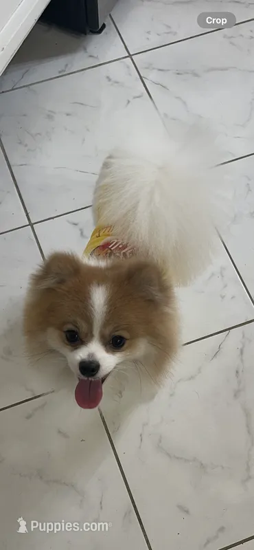 Pomeranian purebred pups coming soon!!!! – Pomeranian puppy for sale in Boardman, OH