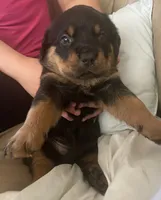 She-RA, a female Rottweiler for sale in Boardman, OH – 2 of 2