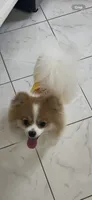 Cowboy ♥️small male Pomeranian purebred. Christmas Gift 🎁 !!!!, a male Pomeranian for sale in Boardman, OH – 5 of 5