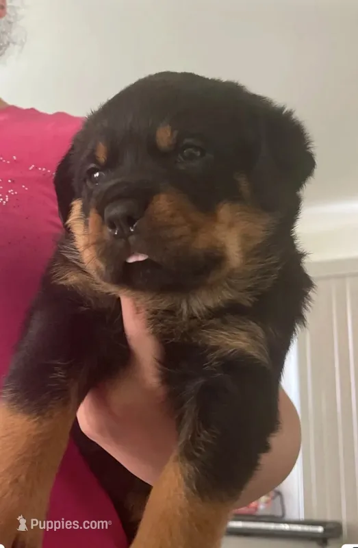 She-RA – Rottweiler puppy for sale in Boardman, OH