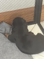 Rottweiler Puppies , a female Rottweiler for sale in Boardman, OH – 2 of 6
