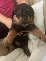 Rottweiler Puppies , a female Rottweiler for sale in Boardman, OH – 4 of 6