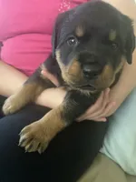 Rottweiler Puppies , a female Rottweiler for sale in Boardman, OH – 3 of 6