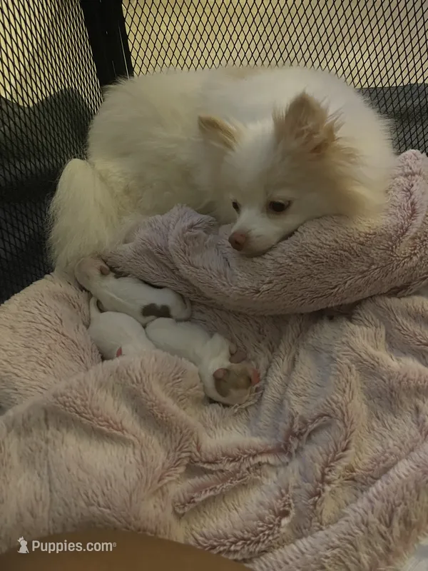 Sadie♥️Pomeranian purebred. Christmas Gift 🎁 !!!! – Pomeranian puppy for sale in Boardman, OH