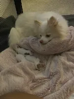 Sadie♥️Pomeranian purebred. Christmas Gift 🎁 !!!!, a female Pomeranian for sale in Boardman, OH – 1 of 4