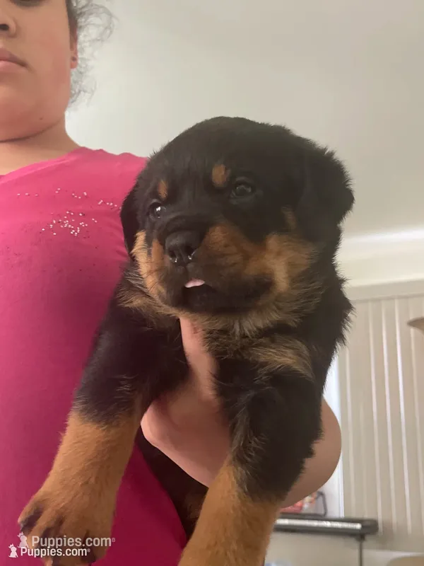 Rottweiler Puppies  – Rottweiler puppy for sale in Boardman, OH