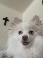 Pomeranian purebred pups coming soon!!!!, a  Pomeranian for sale in Boardman, OH – 2 of 6