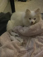 Cowboy ♥️small male Pomeranian purebred. Christmas Gift 🎁 !!!!, a male Pomeranian for sale in Boardman, OH – 1 of 5