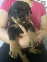 Rottweiler Puppies , a female Rottweiler for sale in Boardman, OH – 6 of 6