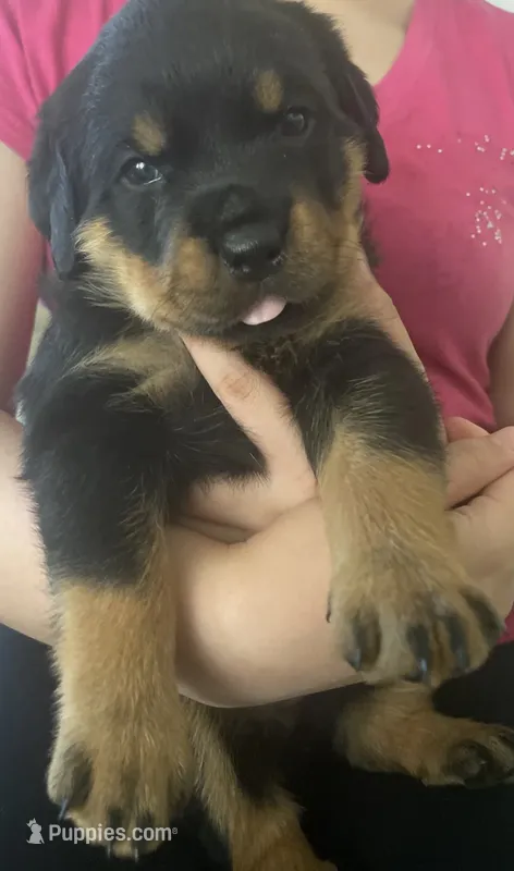 She-RA – Rottweiler puppy for sale in Boardman, OH