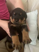 Rottweiler Puppies , a female Rottweiler for sale in Boardman, OH – 5 of 6