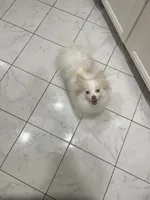 Pomeranian purebred pups coming soon!!!!, a  Pomeranian for sale in Boardman, OH – 5 of 6