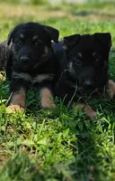 Hummer, a male German Shepherd Dog for sale in Spokane, WA – 4 of 4