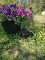 Hummer, a male German Shepherd Dog for sale in Spokane, WA – 3 of 4