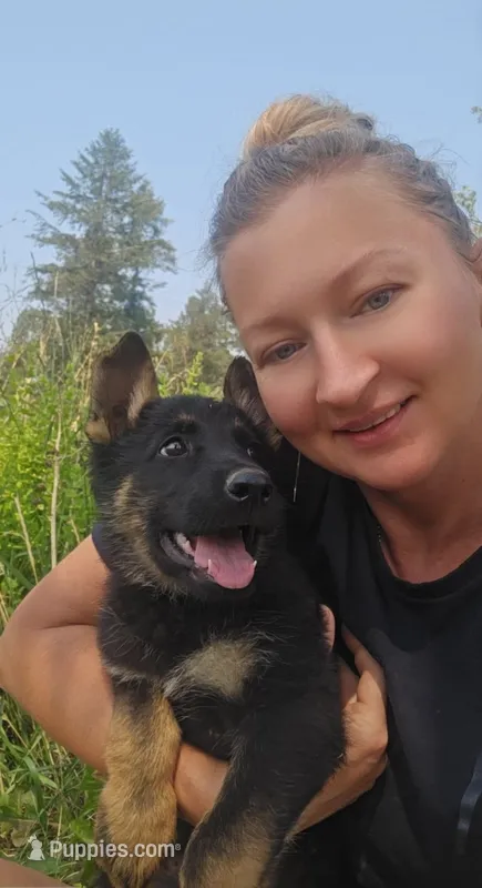 Hummer – German Shepherd Dog puppy for sale in Spokane, WA