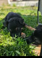 Lisa, a female German Shepherd Dog for sale in Spokane, WA – 2 of 3