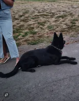 Hummer, a male German Shepherd Dog for sale in Spokane, WA – 7 of 8