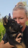 Hummer, a male German Shepherd Dog for sale in Spokane, WA – 5 of 8