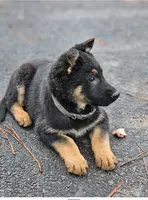 Hummer, a male German Shepherd Dog for sale in Spokane, WA – 8 of 8
