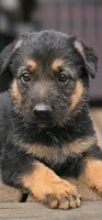 Hummer, a male German Shepherd Dog for sale in Spokane, WA – 2 of 4